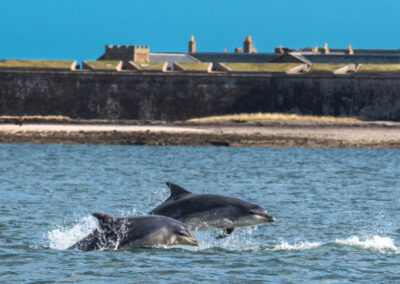 Delfine vor Fort George