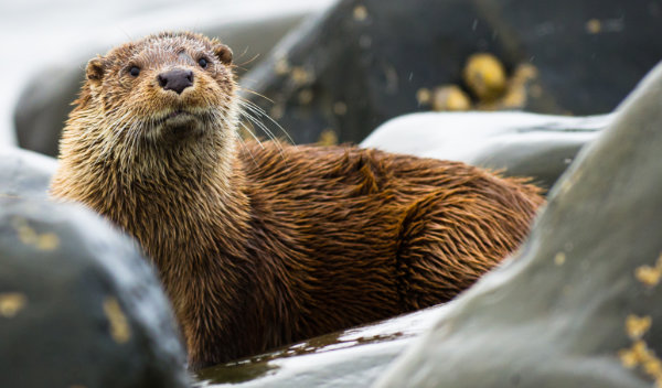 Otter an der Westküste Schottlands
