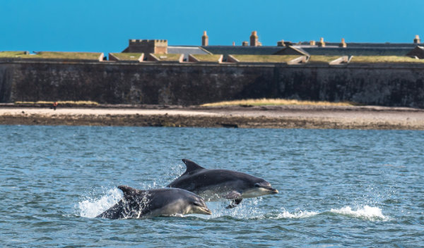 Delfine vor den Toren von Fort George
